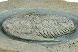 Lower Cambrian Trilobite (Termierella) - Issafen, Morocco #381247-2